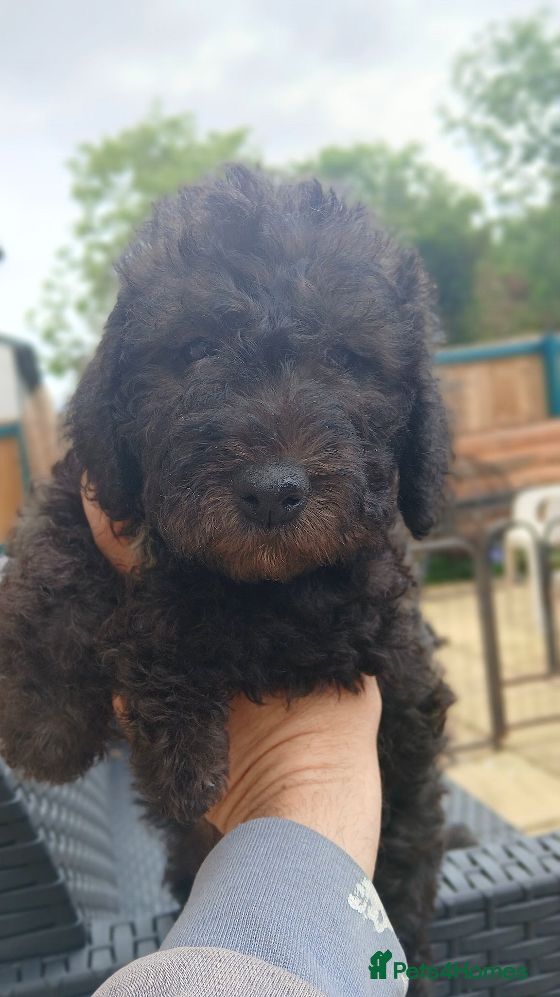 Bedlington Terrier dogs Bedlington terrier puppy's  - Advert 17