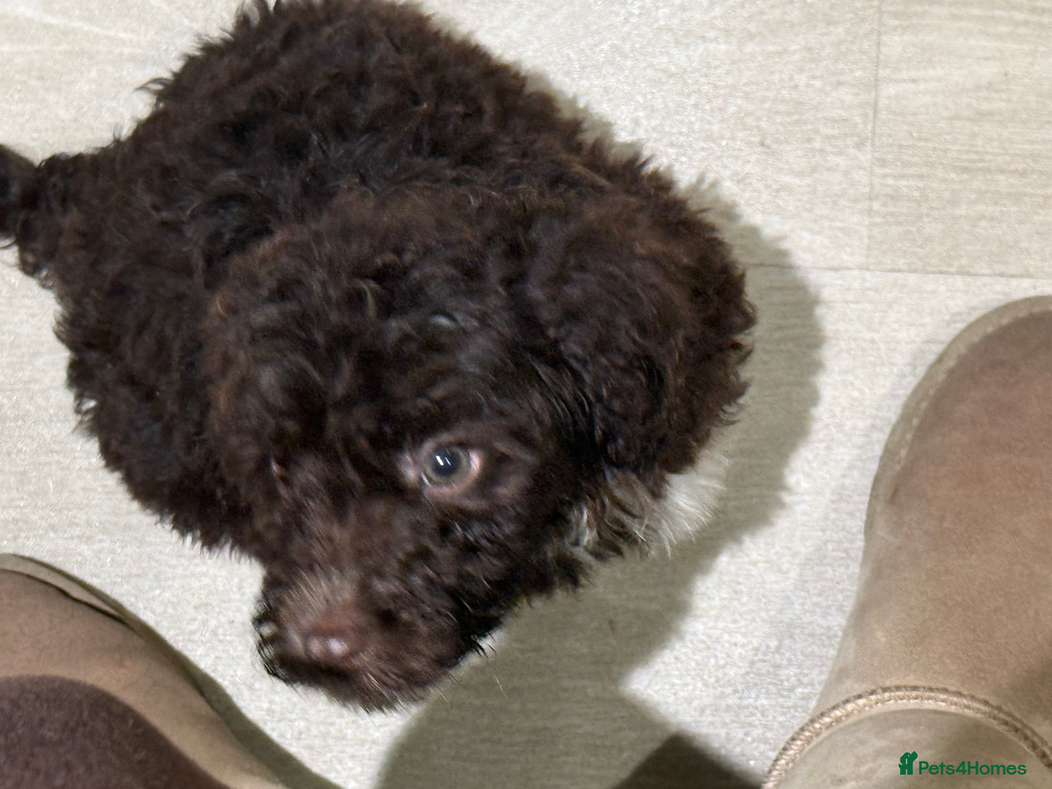 Cockapoo dogs Miniature f1 Cockapoos puppies - Advert 1