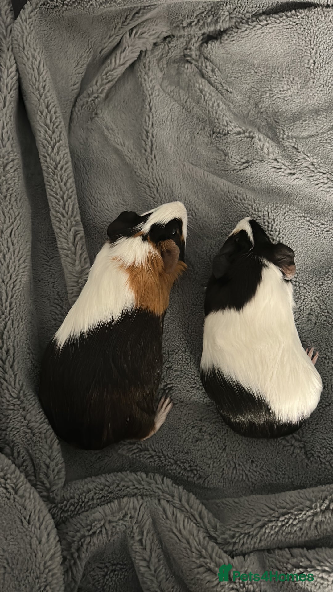 Guinea Pig rodents for sale: Two females for sale - Advert 1