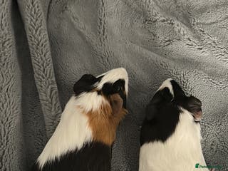 Guinea Pig rodents Two females for sale - Advert 9