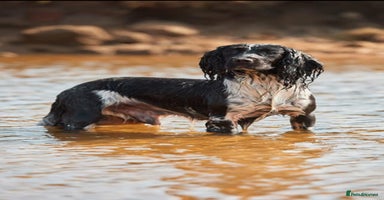 English Springer Spaniel dogs 3 black and white Springer Dog Pups for sale - Advert 4