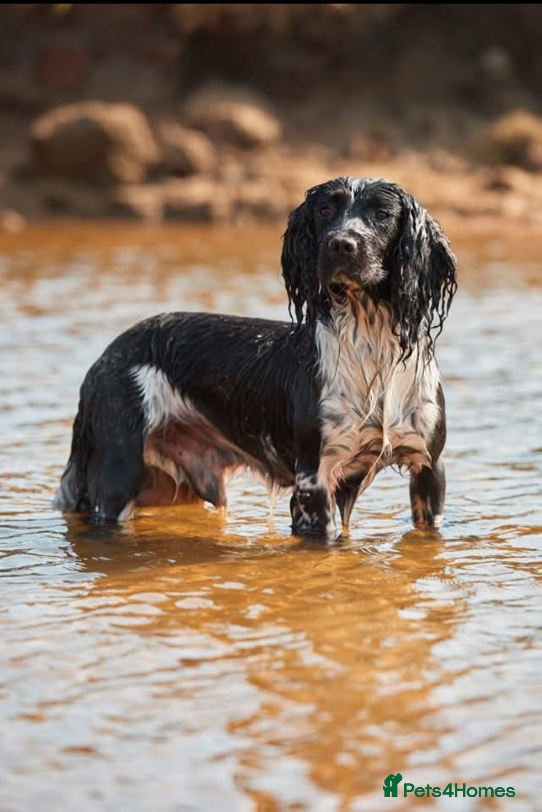 English Springer Spaniel dogs for sale: 1 black and white Springer Dog Pup for sale - Advert 3