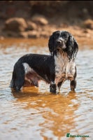 English Springer Spaniel dogs 3 black and white Springer Dog Pups for sale - Advert 1