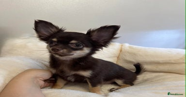 Chihuahua dogs READY TO GO TINY LONGHAIR CHIHUAHUA  - Advert 1