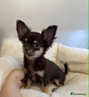 Chihuahua dogs READY TO GO TINY LONGHAIR CHIHUAHUA - Advert 5