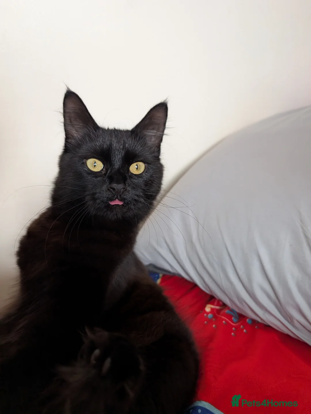 Mixed Breed cats for sale: Raven - Female, Main Coon mix - Advert 2