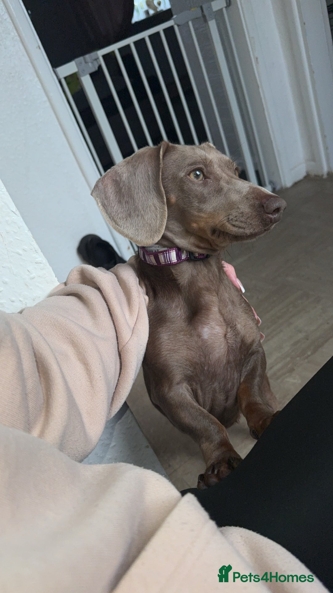 Dachshund dogs for sale: Dachshund  - Image 1