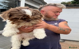 Shih Tzu dogs for sale: Imperial shih tzu bitch - Image 1