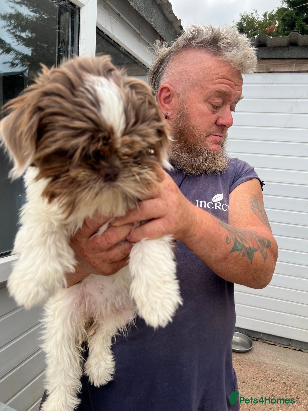 Shih Tzu dogs for sale: Imperial shih tzu bitch - Image 1