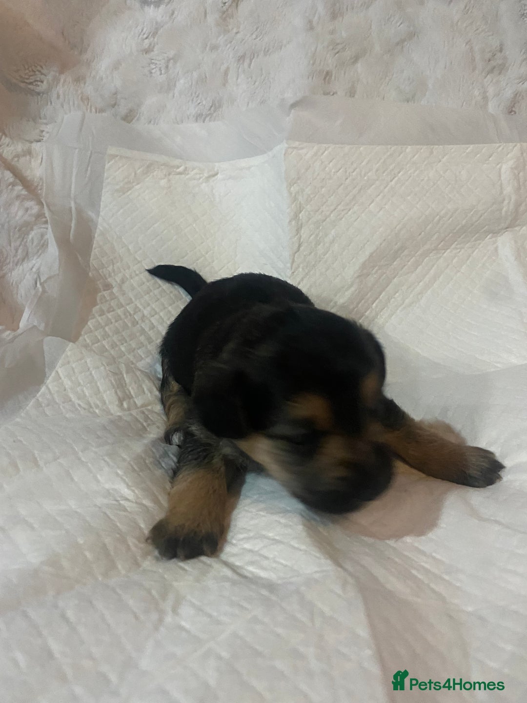 Jackapoo dogs for sale: Jackapoo puppies - Advert 3