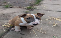 English Bull Terrier dogs for sale: Original English bull terriers  - Image 4