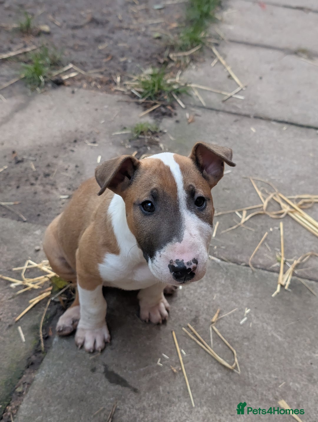 English Bull Terrier dogs for sale: Original English bull terriers  - Image 4