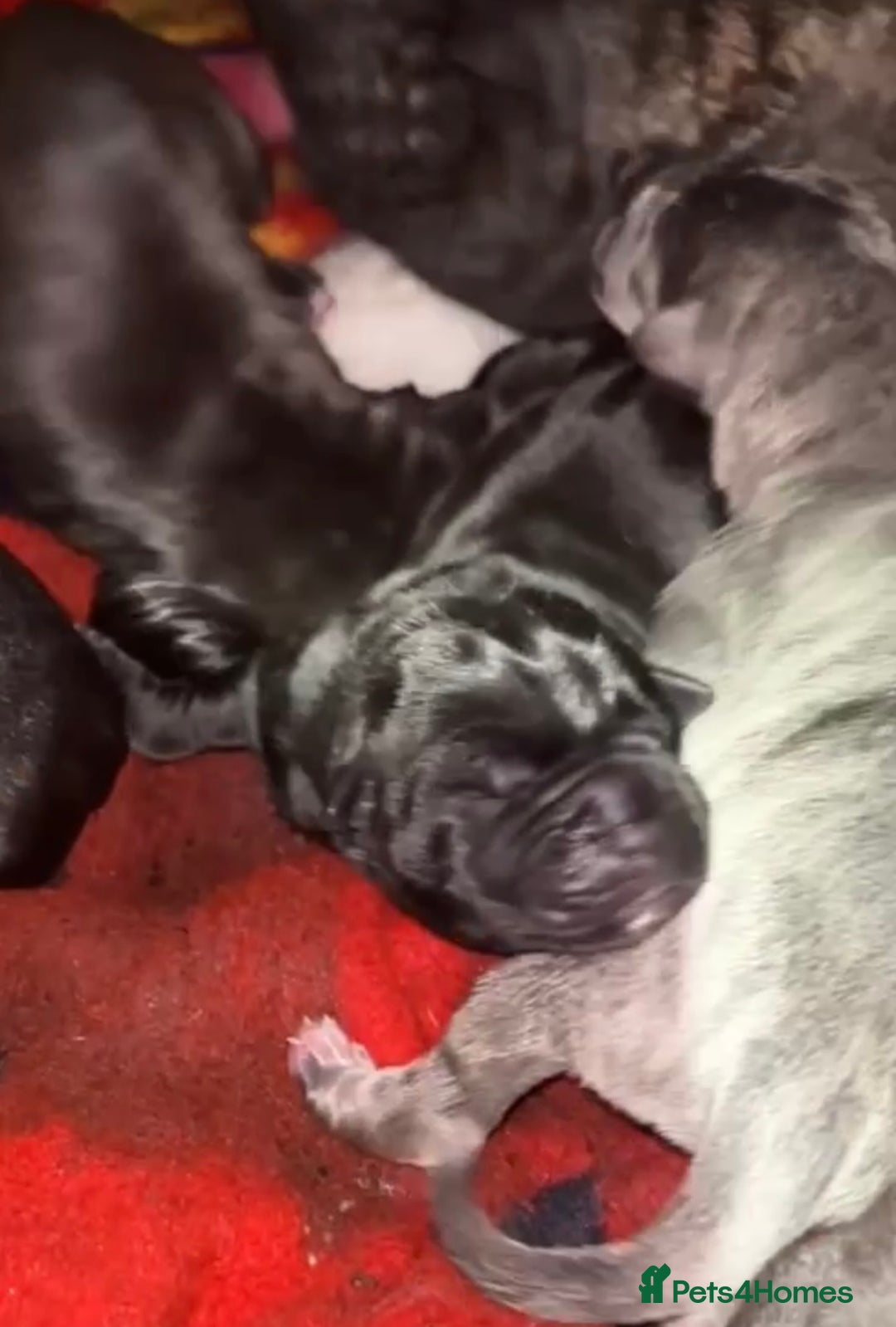 Cane Corso dogs for sale: Cane Corso just had her first litter of babies!!  - Image 7