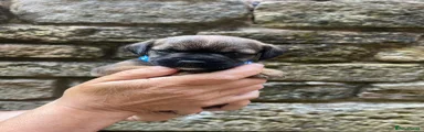 Border Terrier 3