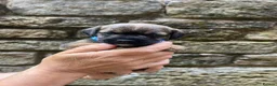 Border Terrier dogs for sale: Absolutely Top Quality Border Terriers - Advert 4