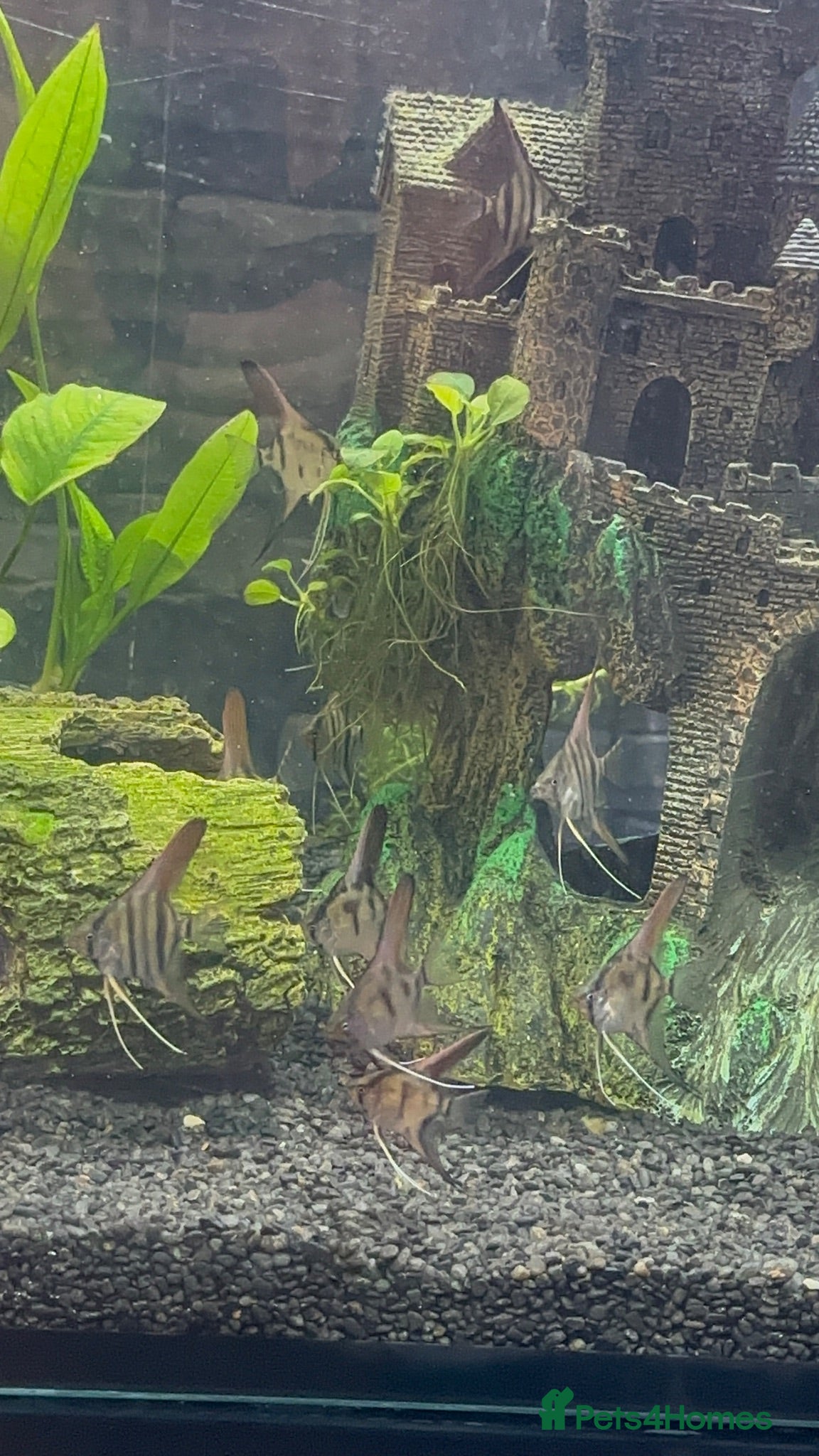 Angelfish fish Amazon Silver Angel Fish Babies/ Juveniles  - Advert 20