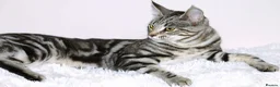 Maine Coon cats for sale: Half Maine Coon Kitten  - Advert 4