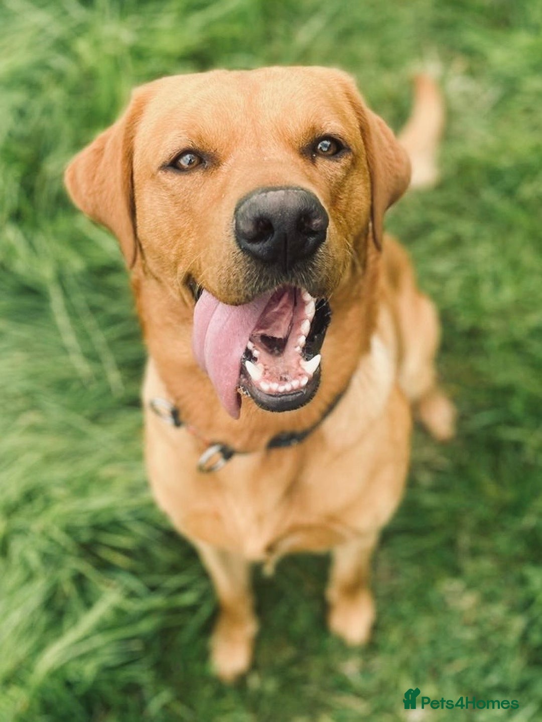 Labrador Retriever dogs for stud: Experienced Fox Red Labrador available for stud in Buckingham - Advert 2