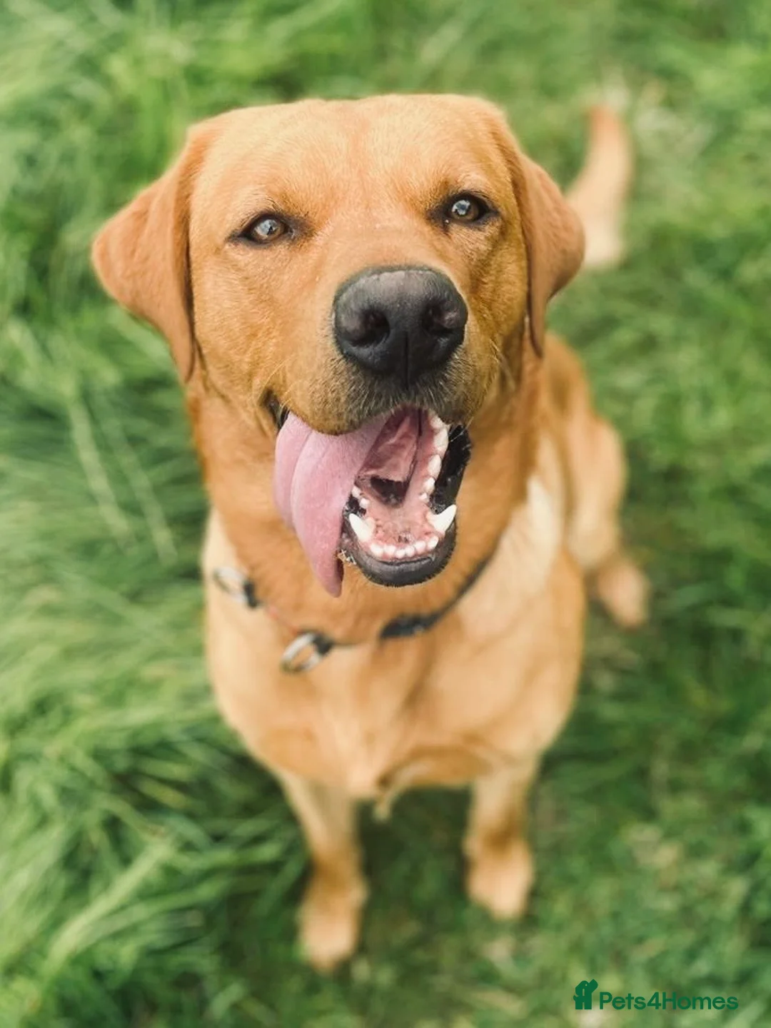 Labrador Retriever dogs for stud: Experienced Fox Red Labrador available for stud in Buckingham - Advert 2