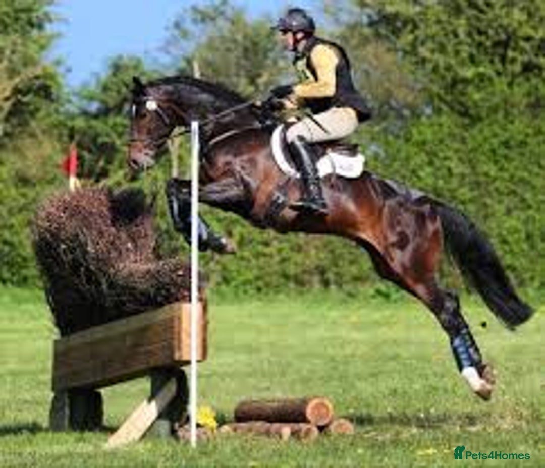 Irish Sports horses for sale: Teens horse / mother / daughter share - Image 25
