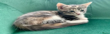 Mixed Breed Kitten 2