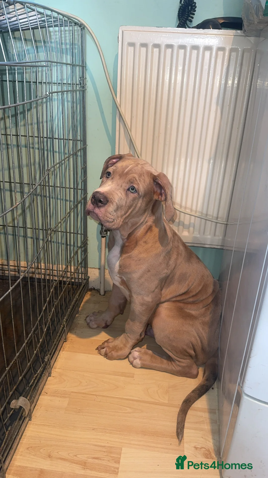 Mixed Breed dogs for sale: Fully Vaccinated Large Bully-Type Male – 11 Weeks - Advert 2