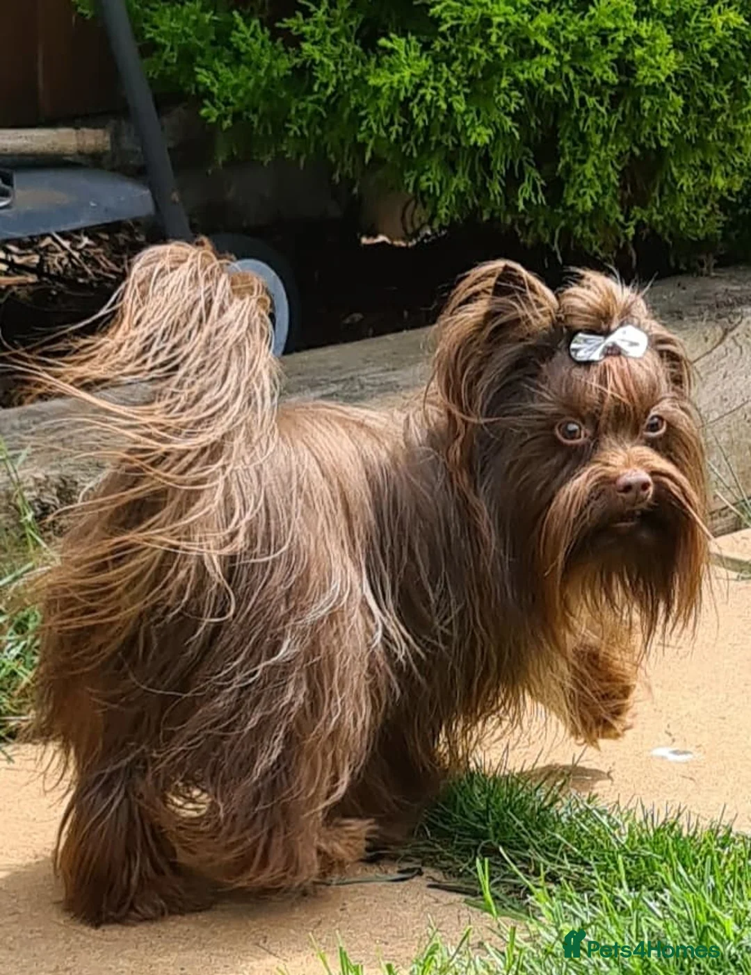 Yorkshire Terrier dogs for stud: DNA tested Tiny Biro and Choco Stud Boys   in Coventry - Advert 9
