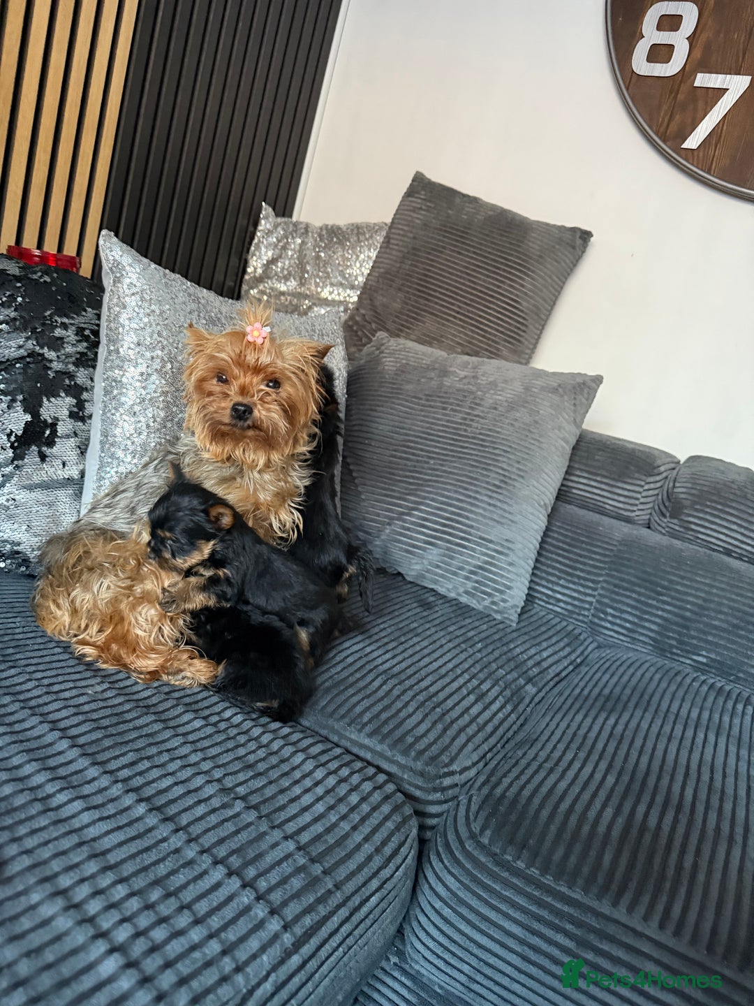 Yorkshire Terrier dogs for sale: Miniature Yorkshire terrier puppies  - Image 1