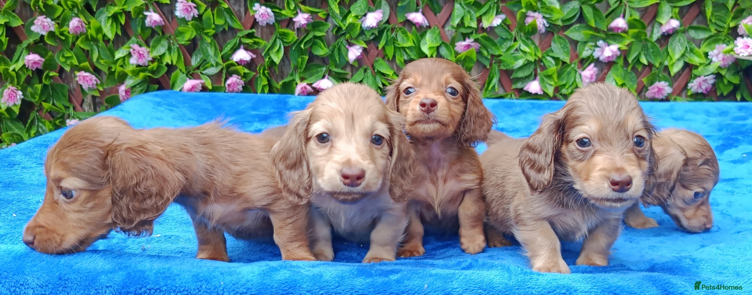 Dachshund dogs SHADED CREAM EXTRA MINI DAXIS PRA KC REG  - Advert 4