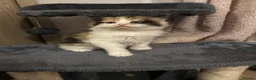 Mixed Breed cats for sale: Beautiful kittens long hair  - Advert 2
