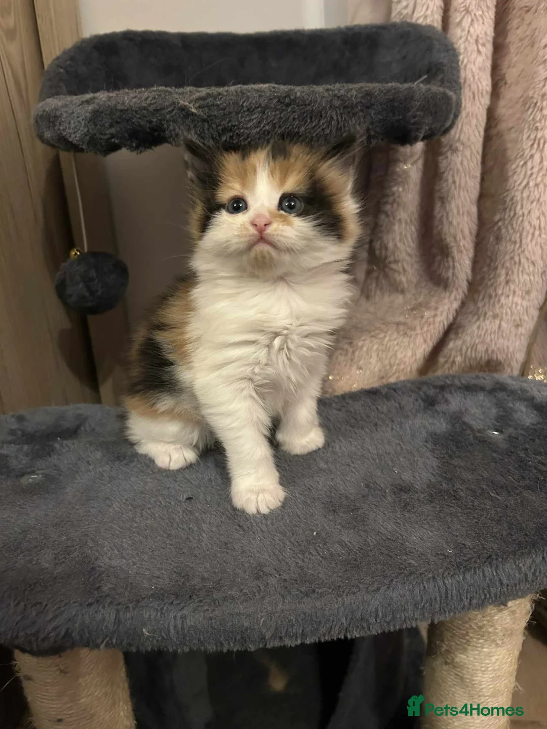 Mixed Breed cats for sale: Beautiful kittens long hair  - Advert 2