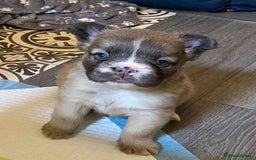French Bulldog dogs for sale: Quality health tested/KC fluffy French bulldogs - Image 9