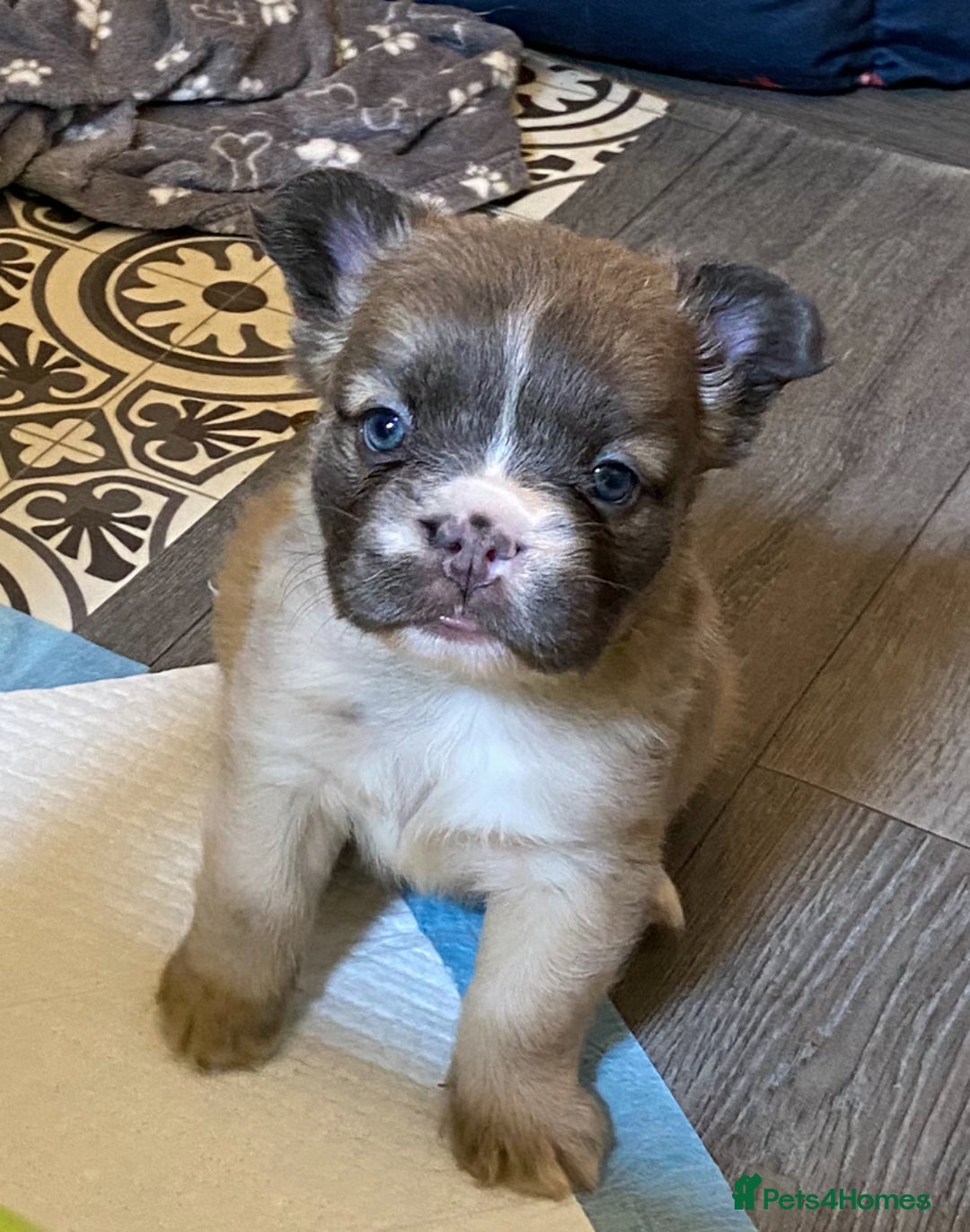 French Bulldog dogs for sale: Quality health tested/KC fluffy French bulldogs - Image 9
