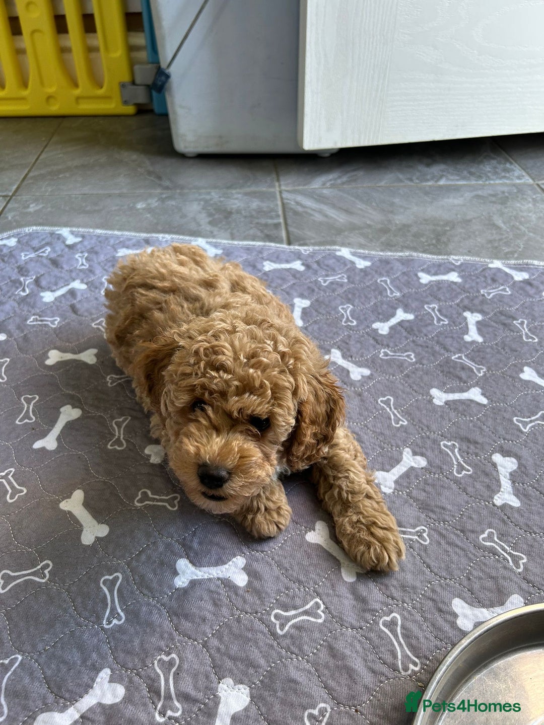 Poochon dogs for sale: Poochon male puppies  - Image 12