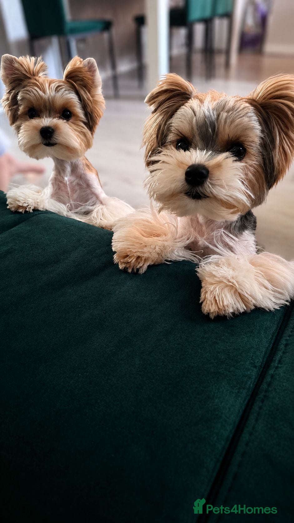 Yorkshire Terrier dogs Tiny Biewer terrier puppies - Advert 1