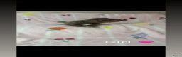 Miniature Dachshund dogs for sale: Miniature dachshund pups for sale  - Advert 9