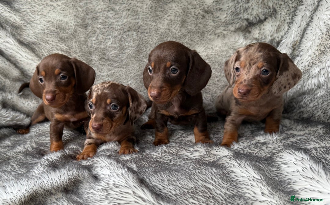 Dachshund dogs for sale: Miniature dachshund puppies  - Image 2