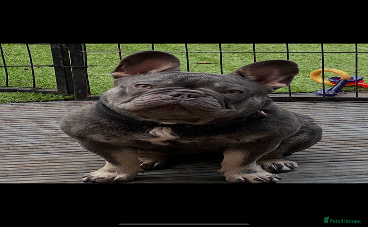 French Bulldog dogs - Advert 1