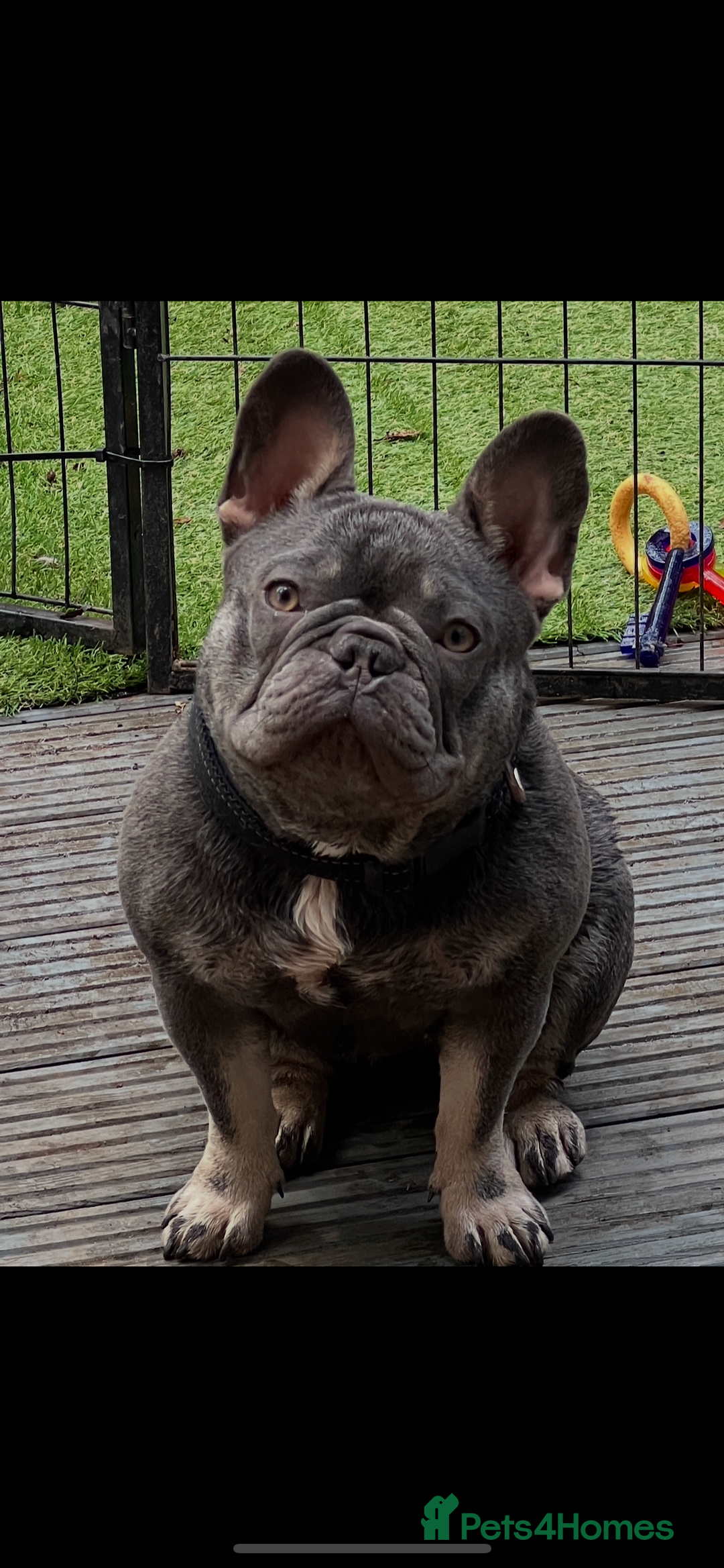 French Bulldog dogs for sale: 12 month old bitch - Image 1