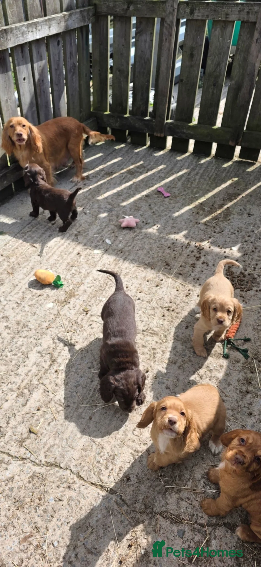 Cocker Spaniel dogs for sale: Cocker Spaniel puppies, ready to leave weekend - Advert 2