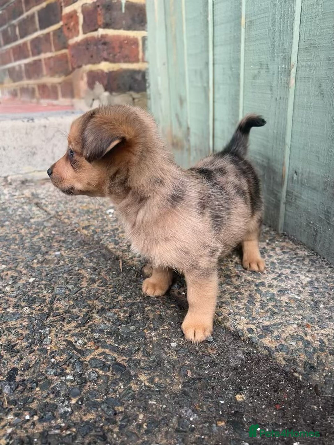 Pomchi dogs for sale: Beautiful pomchi puppies  - Advert 2