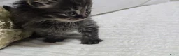 Domestic Shorthair cats for sale: Beautiful Litter of 8 Kittens –5 Females & 3 Males - Advert 22