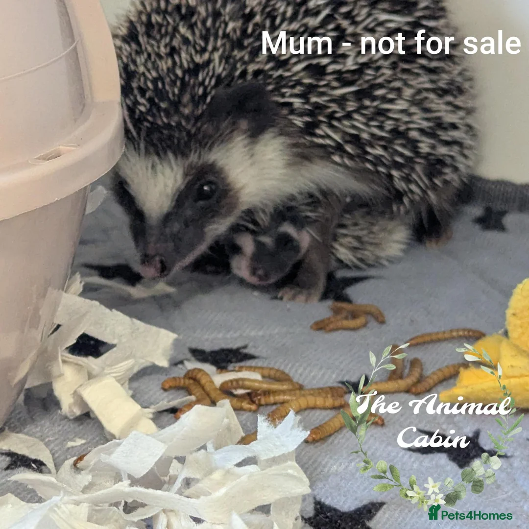 Pygmy Hedgehog rodents for sale: Baby African Pygmy Hedgehogs - multiple litters! - Advert 6