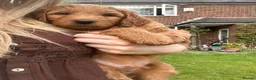 Mini Goldendoodle dogs for sale: F1 Mini Goldendoodle Puppies- ONE REMAINING   - Advert 10