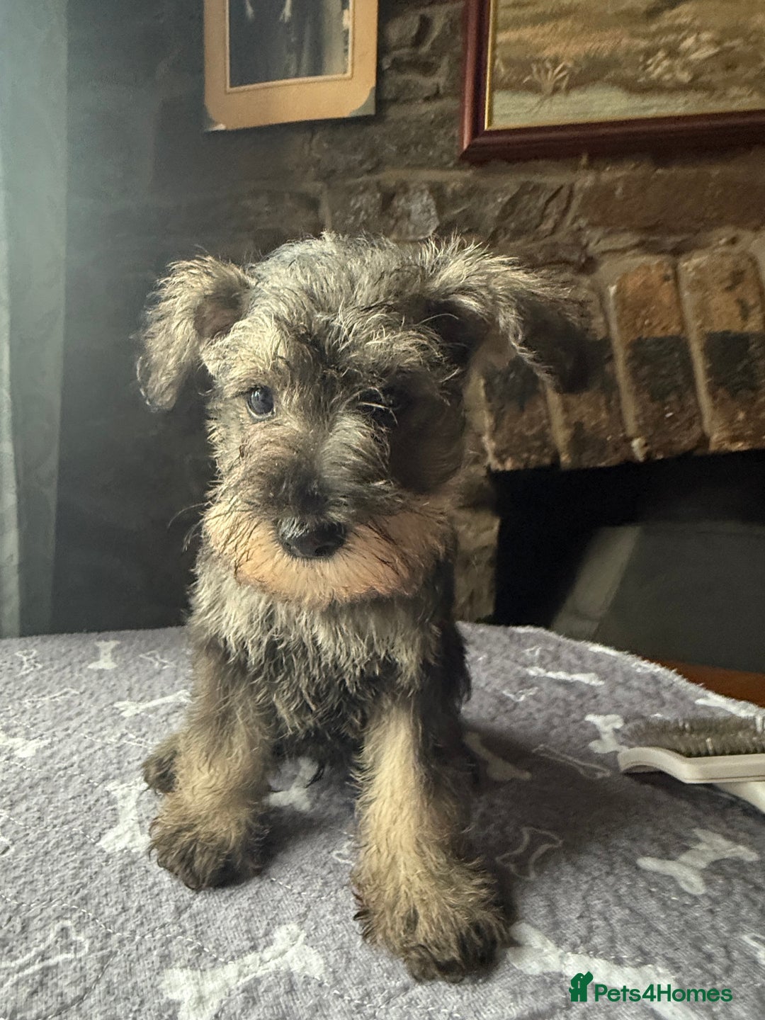 Miniature Schnauzer dogs for sale: Stunning Mini schnauzers kc reg puppies - Image 16