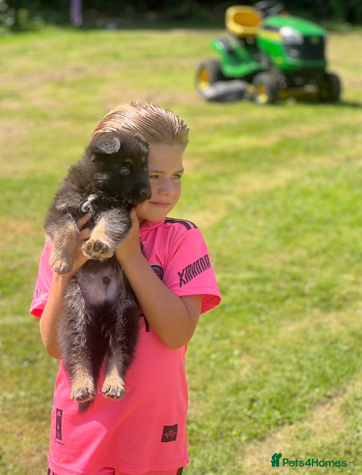 German Shepherd dogs KC health tested parents 💙 - Advert 14