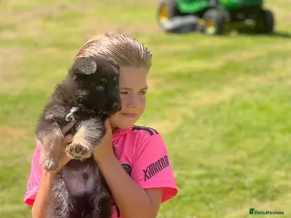 German Shepherd dogs KC health tested parents 💙 - Advert 14