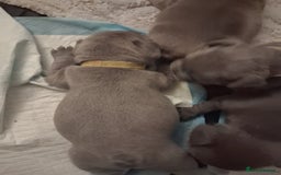 French Bulldog dogs for sale: French bulldogs - Image 35