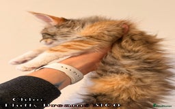 Maine Coon cats for sale: Fluffy Maine Coons 3 girls 1 boy active/non-active - Image 16