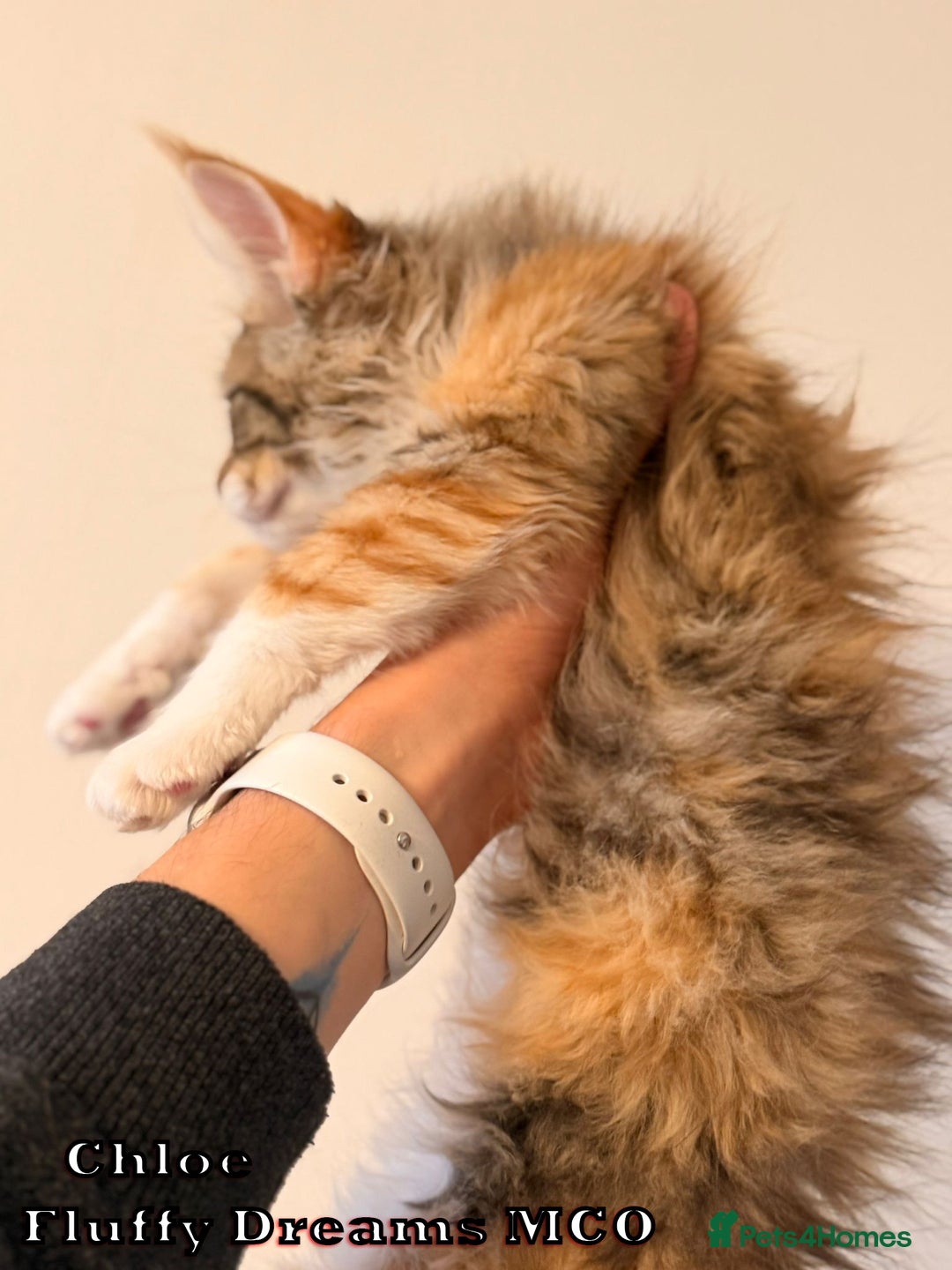 Maine Coon cats for sale: Fluffy Maine Coons 3 girls 1 boy active/non-active - Image 16
